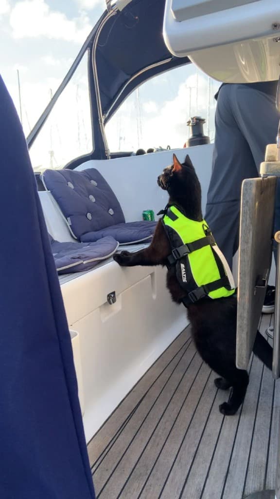 Marley med redningsvest på en båd